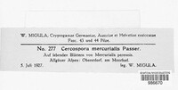 Cercospora mercurialis image